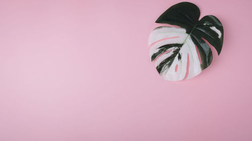 High angle view of a bird against pink background