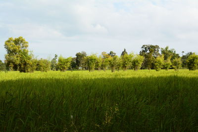 Scenic view of wheat field against sky