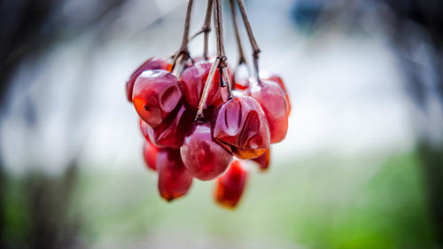 Close-up of red berries on plant