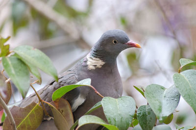 Close-up of bird perching outdoors