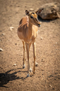 Female common impala walks past large rock