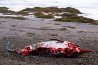 Close-up of dead fish