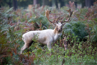 Deer standing in a field