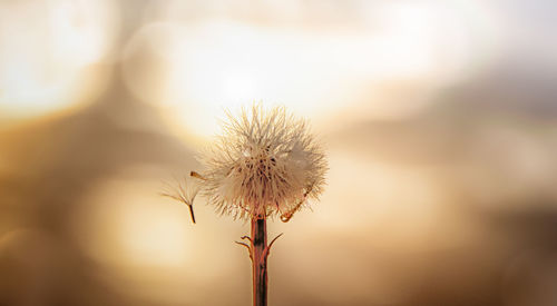 Close-up of plant against blurred background