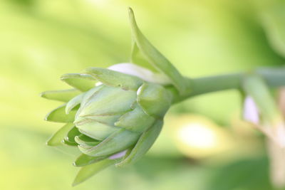 Close-up of rose bud