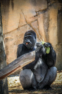 Monkey sitting outdoors