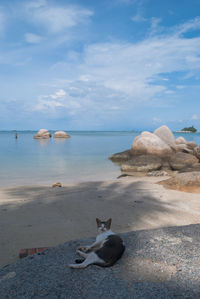 High angle view of cat lying at beach against blue sky