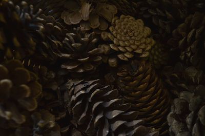 Full frame shot of pine cones