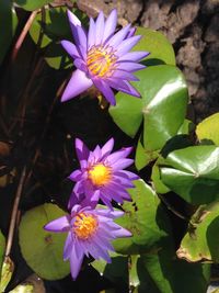 Close-up of purple flowers blooming outdoors