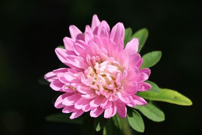 Close-up of pink flowers