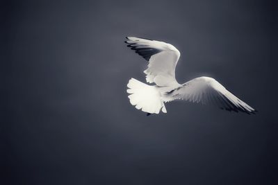 Close-up of bird flying