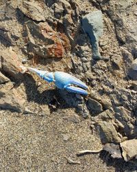High angle view of fish underwater