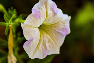 Close-up of purple flowering plant