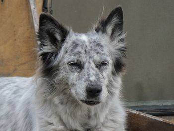 Close-up portrait of dog