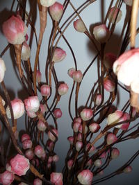 Full frame shot of flowering plants
