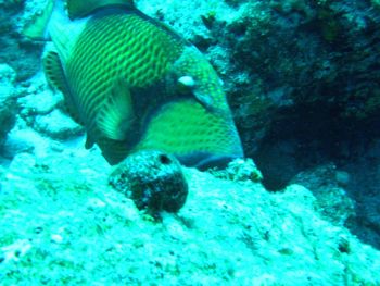 Close-up of fish underwater