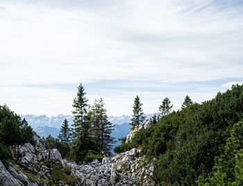Panoramic view of trees on landscape against sky