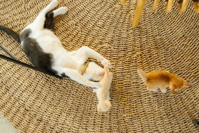 High angle view of cat sleeping on floor