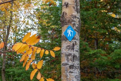 Information sign on tree trunk in forest