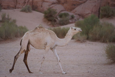 Horse in desert