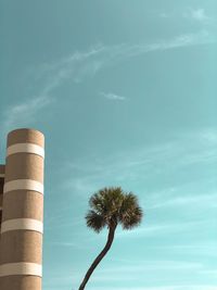 Low angle view of palm tree against blue sky