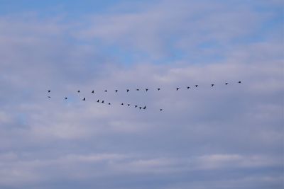 Low angle view of birds flying in sky