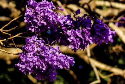 Close-up of purple flowering plant