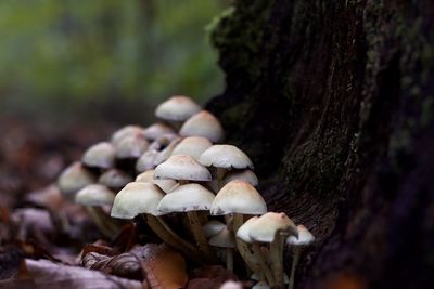 Close-up of mushrooms growing on tree trunk