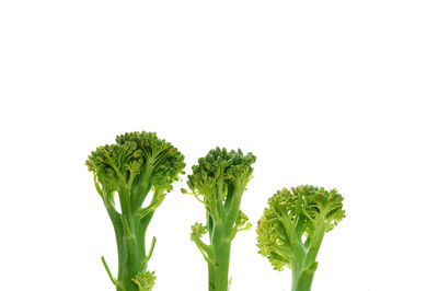 Close-up of tomato against white background