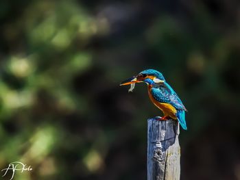 Close-up of bird perching on wooden post