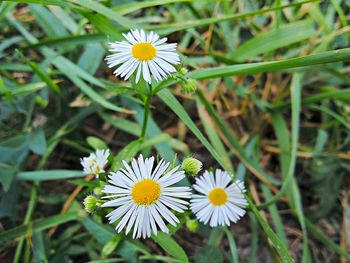 Close-up of daisy flowers blooming in field