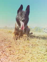 Dog standing on field