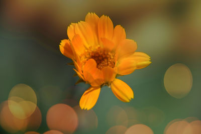 Close-up of yellow flower