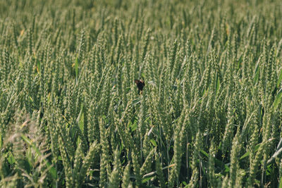 View of wheat crop in field