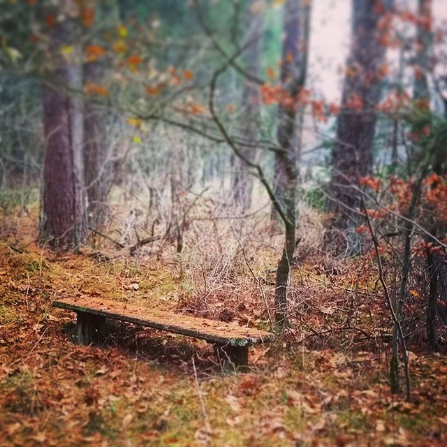 tree, forest, autumn, tranquility, tree trunk, nature, tranquil scene, woodland, change, beauty in nature, landscape, growth, scenics, non-urban scene, season, dry, branch, day, wood - material, outdoors