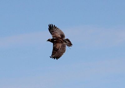 Low angle view of birds flying