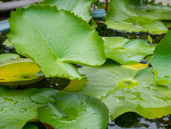 High angle view of leaves floating on water