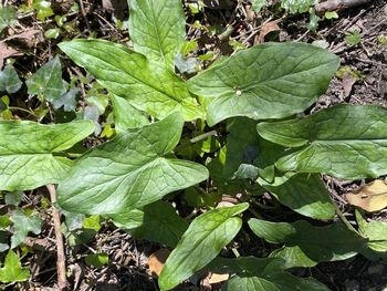 High angle view of leaves on plant