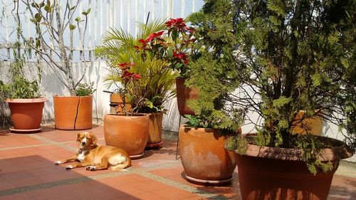 Potted plants in backyard