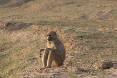 Monkey sitting on a land