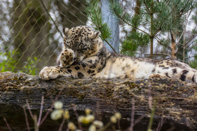 Snow leopard relaxing in zoo