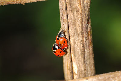 Close-up of ladybug