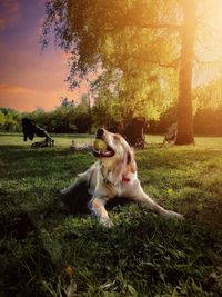 Rear view of woman sitting on grassy field against sky during sunset