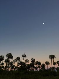 Palm trees against sky at night
