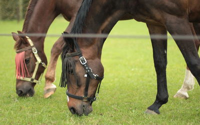 Horses standing on field