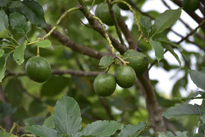 Close-up of fruits growing on tree