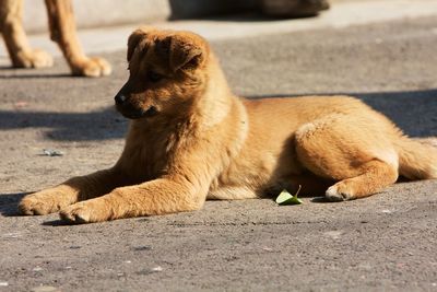 View of a dog sitting on road