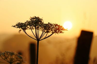 Close-up of flower against sunset