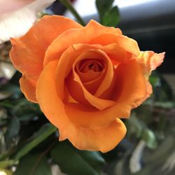 Close-up of orange rose