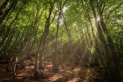 Rays of light through trees in forest